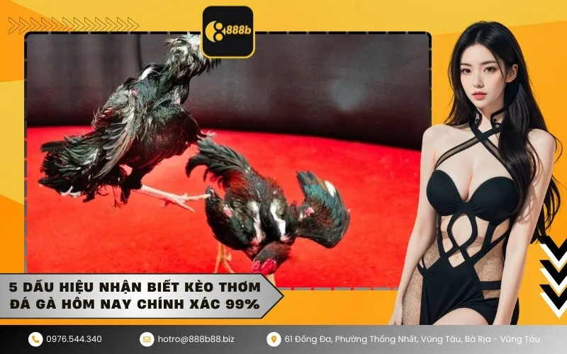5 dấu hiệu nhận biết kèo thơm đá gà hôm nay chính xác 99%