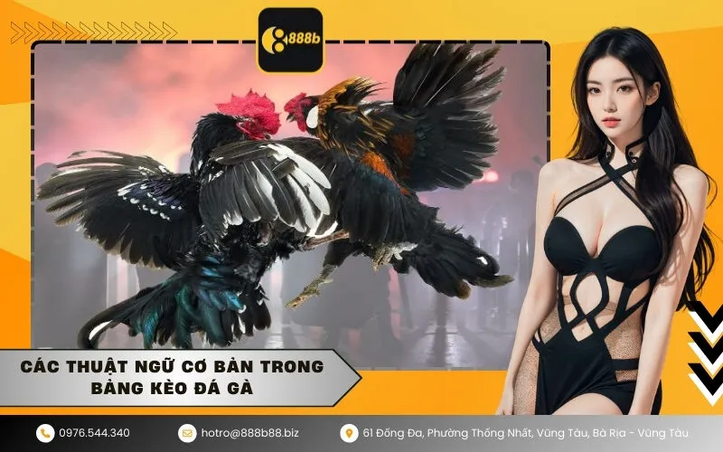 Các thuật ngữ cơ bản trong bảng kèo đá gà