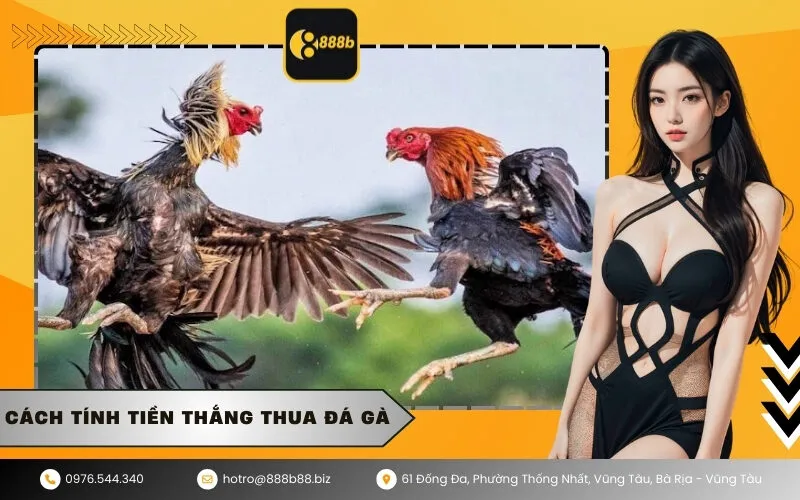 Cách Tính Tiền Thắng Thua Đá Gà