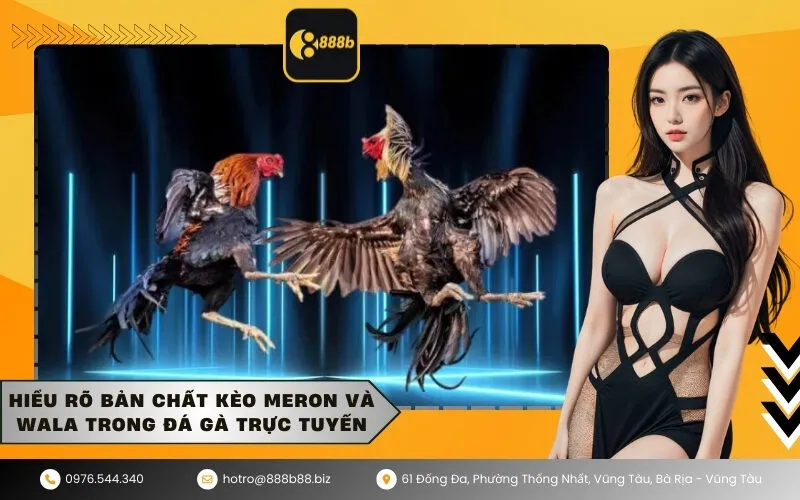 Hiểu rõ bản chất kèo Meron và Wala trong đá gà trực tuyến