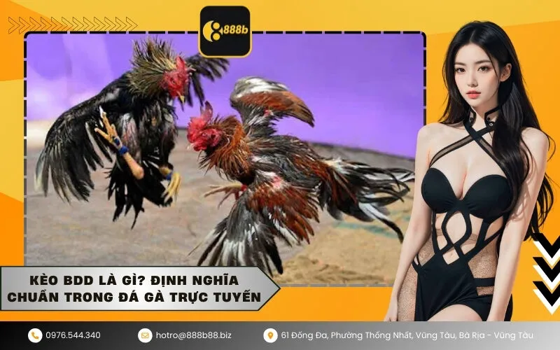 Kèo BDD là gì Định nghĩa chuẩn trong đá gà trực tuyến