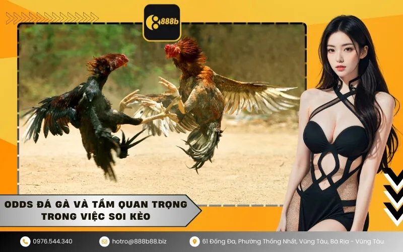 Odds Đá Gà Và Tầm Quan Trọng Trong Việc Soi Kèo