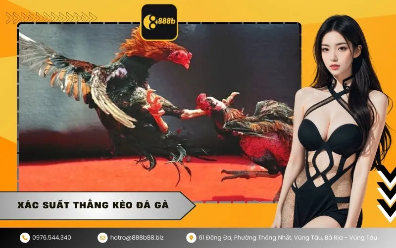 Xác Suất Thắng Kèo Đá Gà